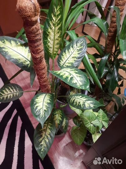 Диффенбахия тропик сноу