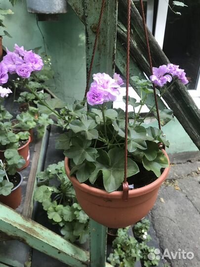 Плющелистная пеларгония ампельная