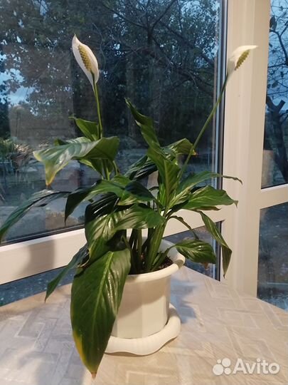 Спатифиллум