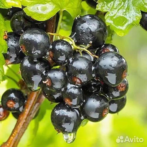 Саженцы клубники, смородины