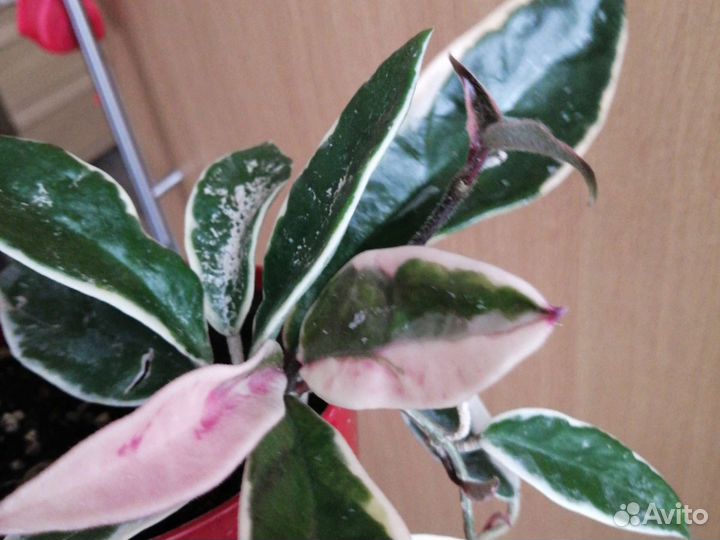 Хойя Кримсон квин