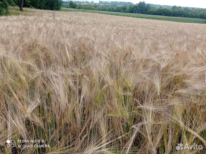 Зерно пшеница ячмень