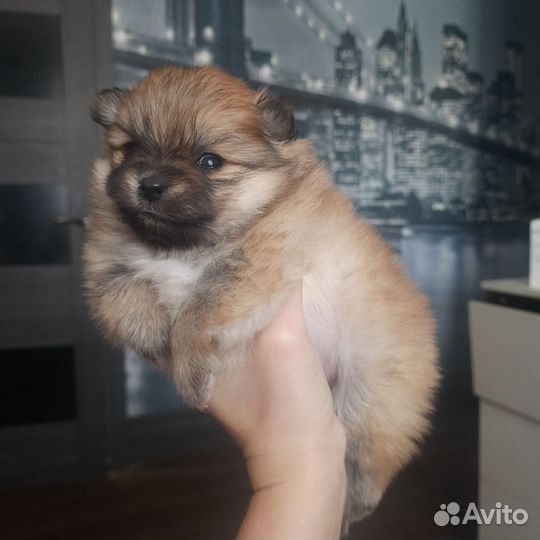 Шпиц малый немецкий