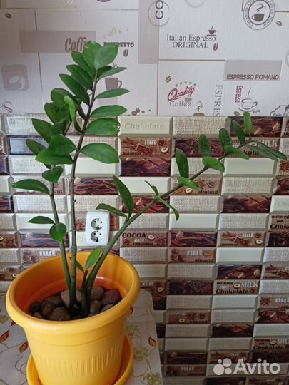 Комнатные растения