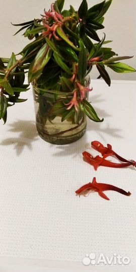 Продам цветы комнатные
