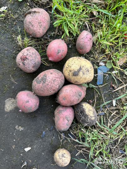 Картофель мелкий для скота