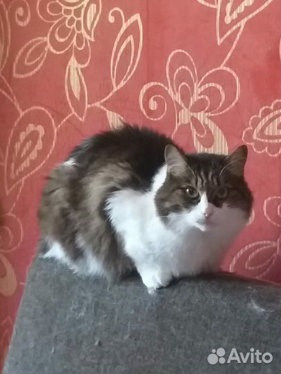 Кот