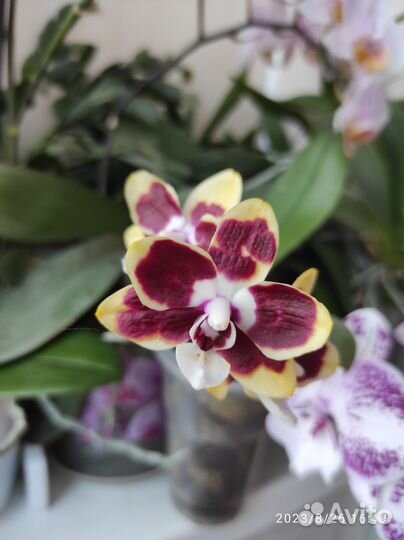 На брони Орхидея фаленопсис мультифлора