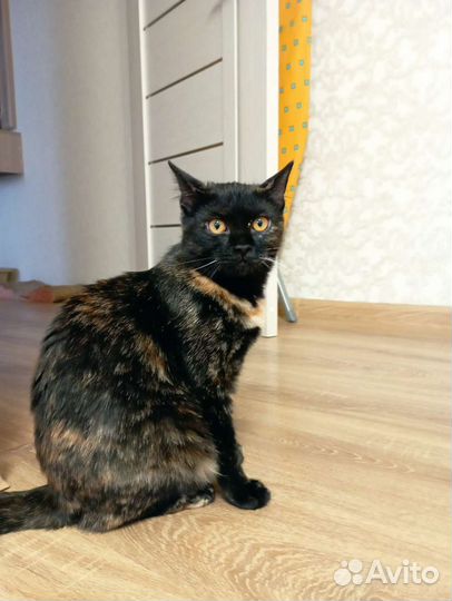 Котенок Лия девочка метис шотландки 10мес привита