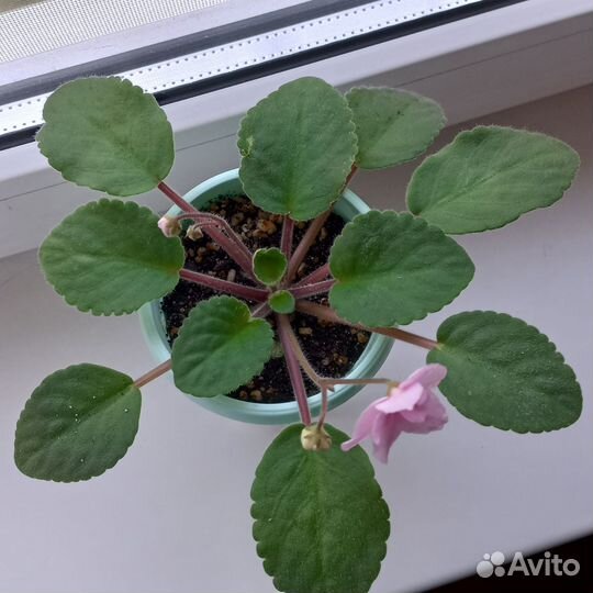 Фиалка сортовая Lilian Jarrett