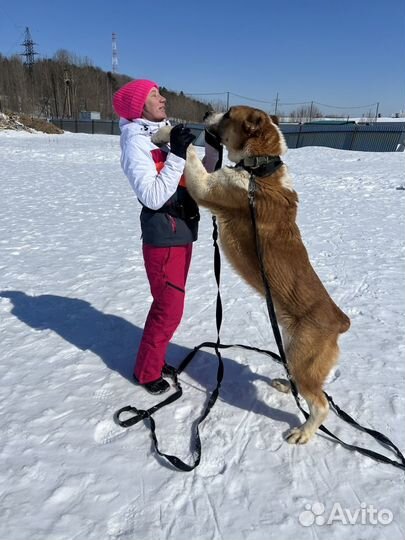 Среднеазиатская овчарка