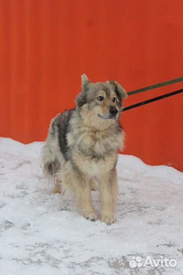 Пушинка спокойная, но трусливая малышка