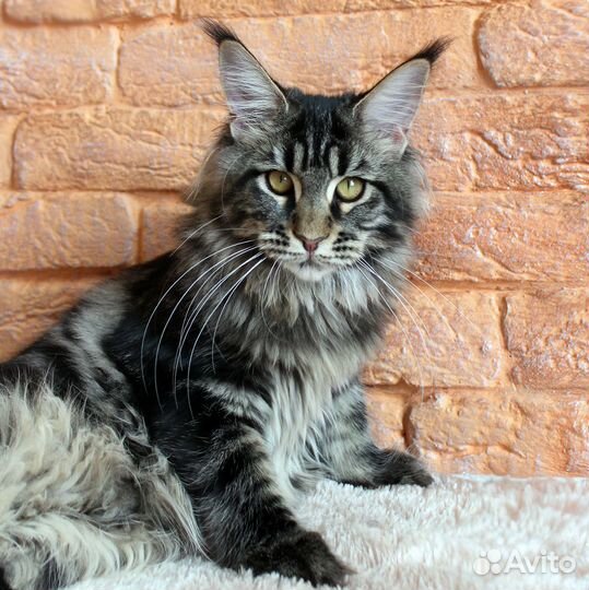 Котенок мейн-кун. Крупная девочка