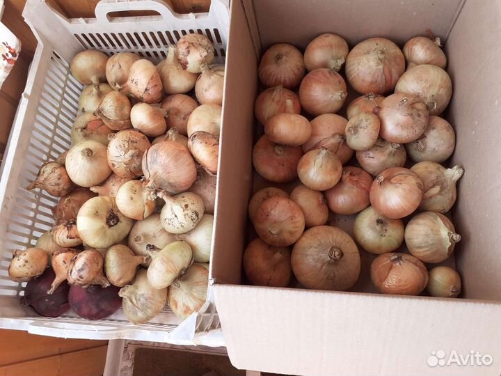 Лук, чеснок, кабачки