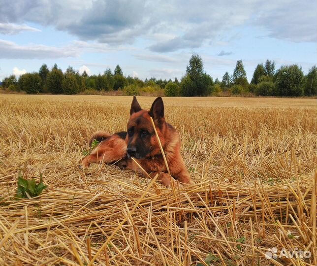 Немецкая овчарка вязка (кобель)