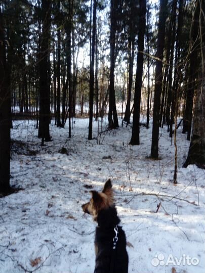 Передержка животных