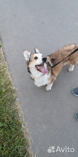 Передержка домашних животных