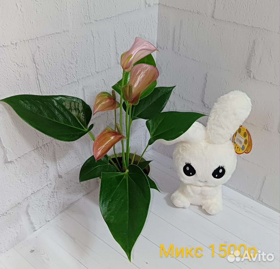 Подарок на день рождения