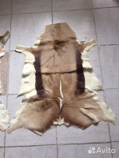 Шкуры антилопы