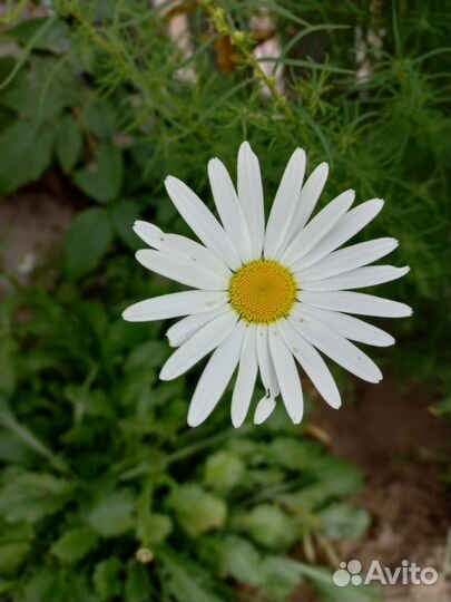 Ромашка сортовая