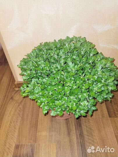 Хризантемы мультифлора