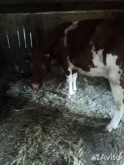 Корова дойная