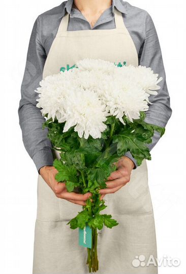 Хризантемы Onar 7 шт