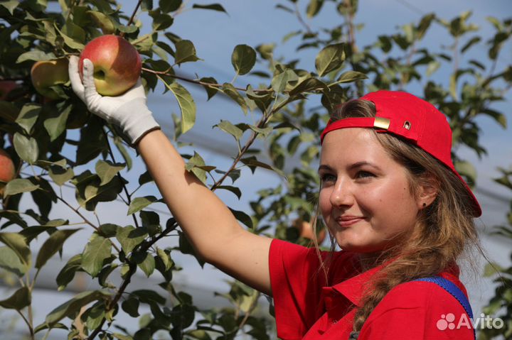 Работа вахтой сборка персиков и яблок