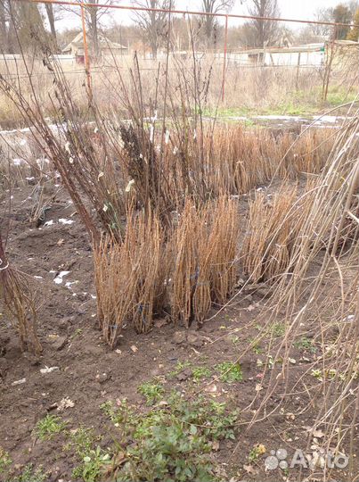 Саженцы красной и черной смородины