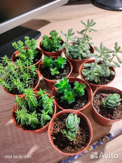 Суккуленты