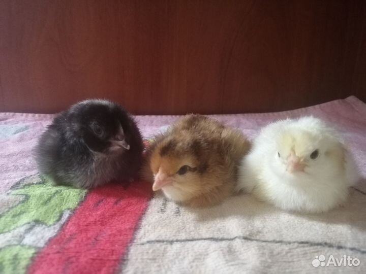 Индюшата, цесарята в Курумоче