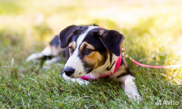 Щенок в добрые руки