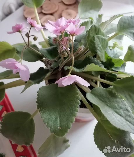 Комнатные растения