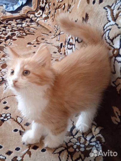 Котенок рыжий