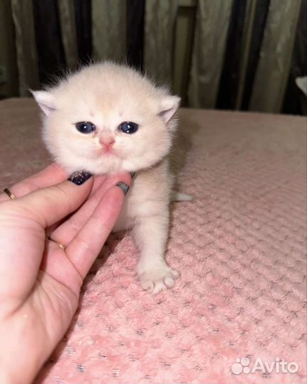 Девочка британская шиншилла голубое золото