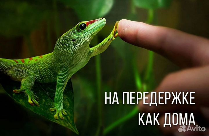 Передержка рептилий