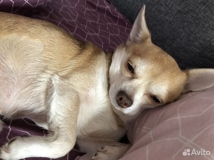 Вязка собаки