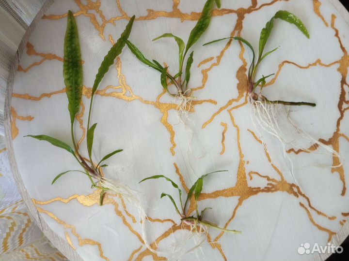 Криптокарина апоногетонолистная