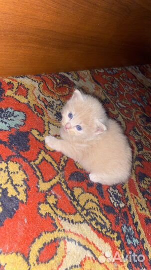 Котики маленькие бесплатно