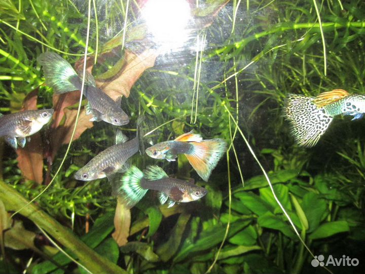 Пецилия, гуппи