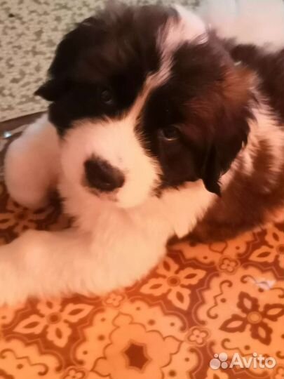 Московская сторожевая