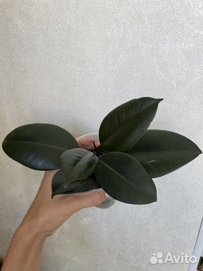 Фикус каучуконосный