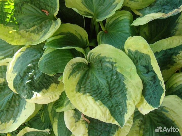 Хоста растение