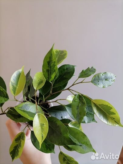 Фикус Регидан