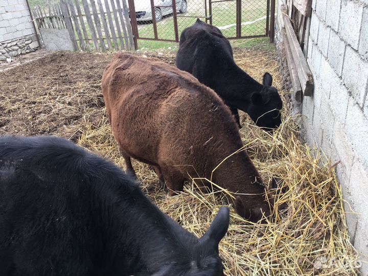 Три Абердин ангусы тёлки и три тёлки лимузина