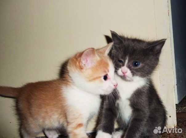 Карты stray kids минхо