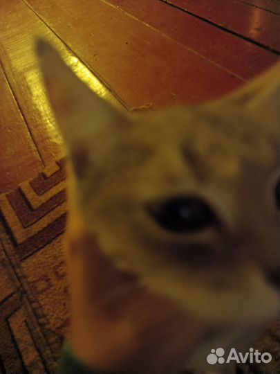 Кошки бесплатно