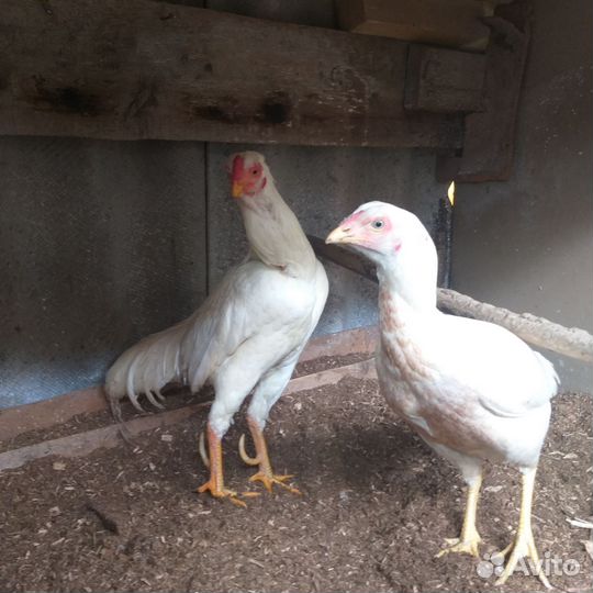 Инкубационное яйцо декоративных птиц