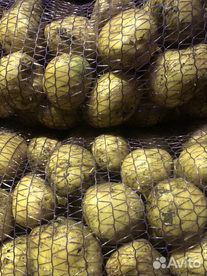 Картофель крупный