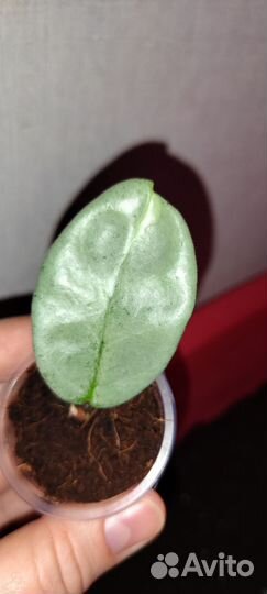 Хойя аргентия принцесса